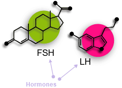 FSH and LH Hormone images. FSH stimulates the follicles and LH encourages the dominent egg release from the follicle.